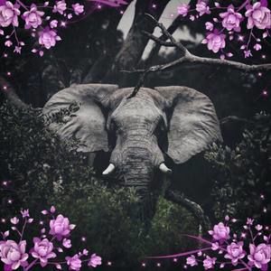 Meet your Posher, Elena